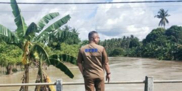 Pinrang Diguyur Hujan, Ribuan Hektar Sawah Terendam, Kalak BPBD Ungkap Kerugian Petani