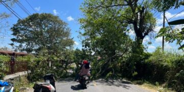 Angin Kencang, Dua Pohon di Parepare Tumbang