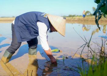 Gubernur Andi Sudirman Panen dan Tanam Mandiri Benih Padi di Maros