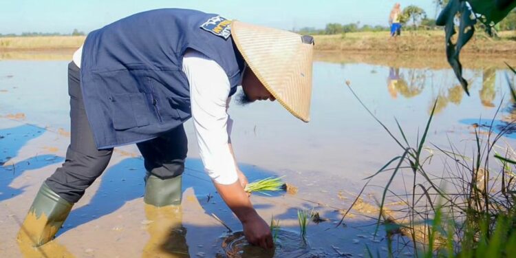 - Gubernur Sulawesi Selatan, Andi Sudirman Sulaiman melakukan penanaman dan panen Mandiri Benih Padi Sulsel di Desa Tanete, Kecamatan Simbang, Kabupaten Maros, Kamis (3/8/2023)