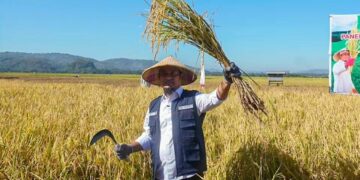 Beras Sulsel Surplus Tertinggi Nasional 2022, Era Andi Sudirman Pertanian Makin Berjaya