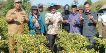 Pj Gubernur Bahtiar Panen Cabai Varietas Cakra Putih, Petani Sebut  Hasilnya Bisa Naik Haji