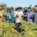 Pj Gubernur Sulsel, Bahtiar Baharuddin, bersama Bupati Maros Andi Syafril Chaidir Syam dan jajaran Forkopimda Maros, melakukan panen cabai varietas cakra putih di kebun seluas 50 hektare, di kebun petani Lingkungan Dulang, Kelurahan Borong, Kecamatan Tanralili, Kabupaten Maros, Senin (2/10/2023)