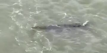 Buaya Muara Berukuran 4 Meter Muncul di Bendungan Benteng