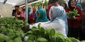 Pj Ketua PKK Sulsel Panen Sayur di Luwu