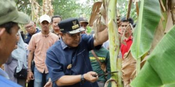 Di Pinrang PJ Gubernur Sulsel Bagikan Tips Budidaya Pisang