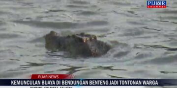 VIDEO : Kemunculan Buaya 4 Meter di Bendungan Benteng Jadi Tontonan Warga