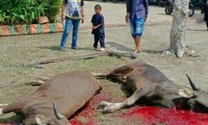 Hari Idul Adha, SMPN 9 Parepare Kurban Tiga Ekor Sapi