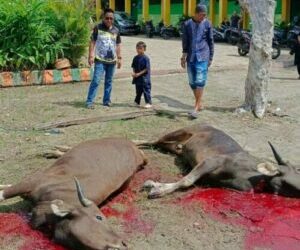 Hari Idul Adha, SMPN 9 Parepare Kurban Tiga Ekor Sapi