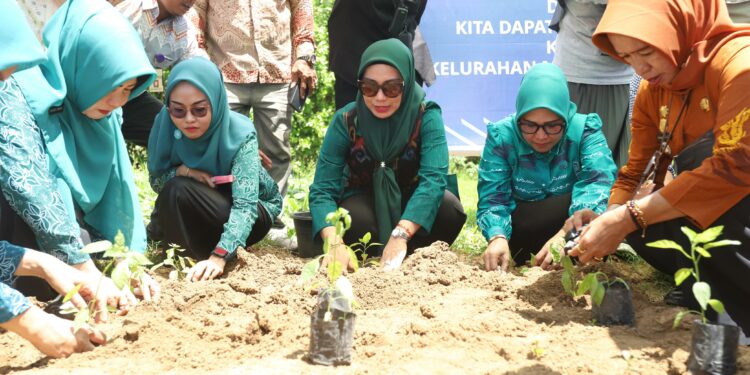 Pj Ketua Tim Penggerak PKK Provinsi Sulsel, Sofha Marwah Bahtiar melakukan penanaman cabai di Lingkungan Pabbacue, Kelurahan Macanang, Tanete Riattang, Jumat (8/12/2023).