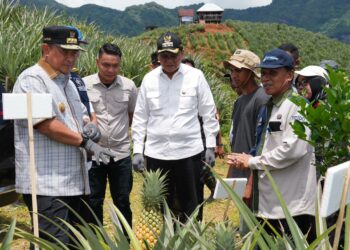 Pj Gubernur Sulsel Bahtiar Baharuddin menargetkan dua tahun ke depan Sulsel jadi penghasil nanas. (Foto: Humas Pemprov Sulsel)