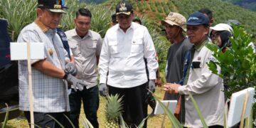 Pj Gubernur Bahtiar Target Sulsel Jadi Penghasil Nanas