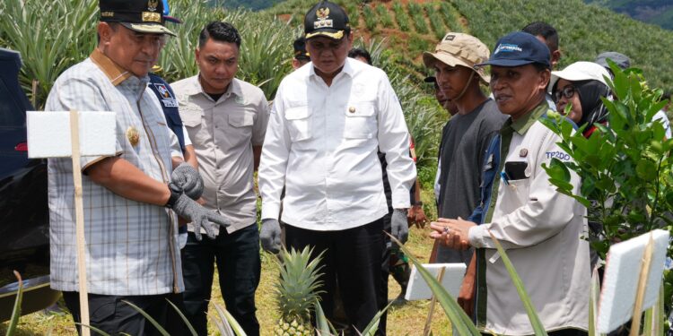 Pj Gubernur Sulsel Bahtiar Baharuddin menargetkan dua tahun ke depan Sulsel jadi penghasil nanas. (Foto: Humas Pemprov Sulsel)