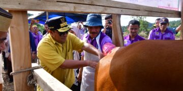 Tingkatkan Populasi Ternak IB, Pemprov Sulsel Bantu Sediakan Bibit Pakan