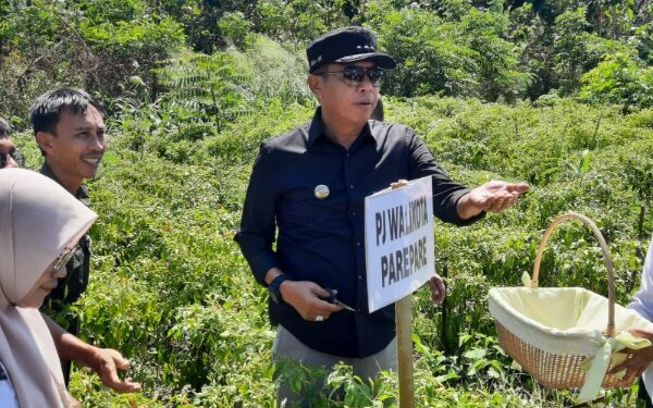 Foto: Ikbal/Pijarnews.com 
Caption: Pj Wali Kota Parepare Akbar Ali memanen lombok yang ditanam di sekitar kantor Dinas Pertanian, Kelautan dan Perikanan Kota Parepare, Kamis (18/7/2024).