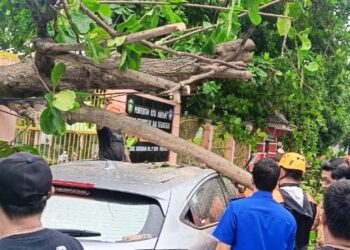 Keterangan Gambar  Pohon tumbang timpa roda empat yang terparkir di Jalan Jendral Sudirman, Sumpang Minangae, Kecamatan Bacukiki Barat, Senin (9/12/2024). Foto: -- Faizal Lupphy/Pijarnews.com--