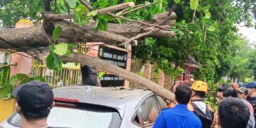 Keterangan Gambar  Pohon tumbang timpa roda empat yang terparkir di Jalan Jendral Sudirman, Sumpang Minangae, Kecamatan Bacukiki Barat, Senin (9/12/2024). Foto: -- Faizal Lupphy/Pijarnews.com--