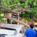 Keterangan Gambar  Pohon tumbang timpa roda empat yang terparkir di Jalan Jendral Sudirman, Sumpang Minangae, Kecamatan Bacukiki Barat, Senin (9/12/2024). Foto: -- Faizal Lupphy/Pijarnews.com--