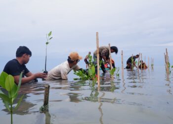 Komunitas Estuaria Indonesia Tanam 2.000 Bibit Mangrove di Majene