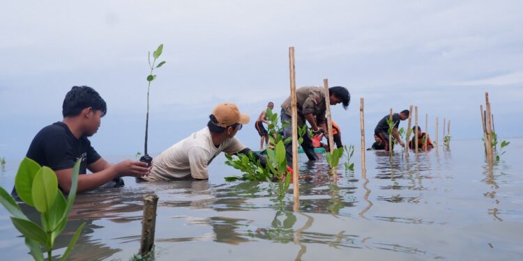 Komunitas Estuaria Indonesia Tanam 2.000 Bibit Mangrove di Majene