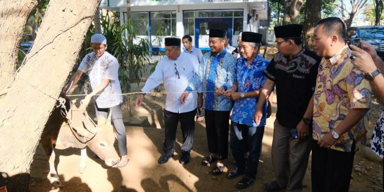 Iduladha 1446 H, Pemprov Sulsel Salurkan 26 Ekor Sapi Kurban Bagi Warga Kurang Mampu
