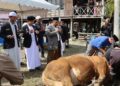 Wali Kota Parepare Serahkan Bantuan Sapi 883 Kg di Wattang Bacukiki