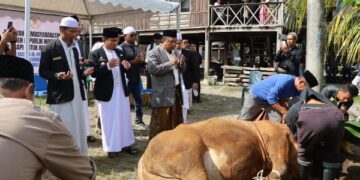 Wali Kota Parepare Serahkan Bantuan Sapi 883 Kg di Wattang Bacukiki