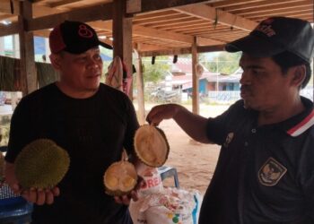 Serunya Berburu Durian di Sidrap: Pengunjung Membludak, Cuan Warga Tembus Rp 5 Juta Sehari!