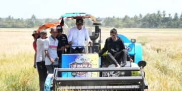 Panen Raya di Desa Botto, Bupati Sidrap Dorong IP300 dan Modernisasi Pertanian