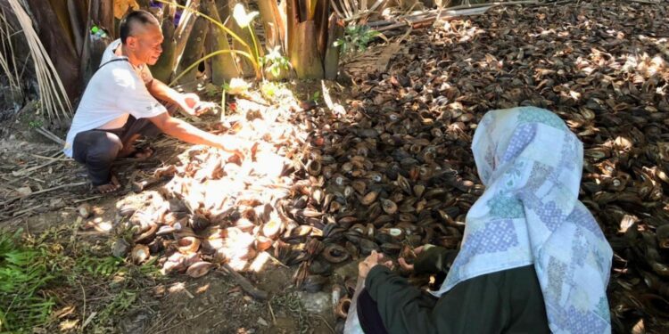 Limbah Jadi Berkah, Tim Pengabdian Unibos Sulap Buah Nipah Menjadi Arang Alternatif Ramah Lingkungan