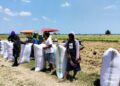 Sawah Tetap Produktif Meski Kemarau, Petani Desa Dongi Hasilkan 6,96 Ton Gabah dari Lahan 78 Are