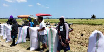 Sawah Tetap Produktif Meski Kemarau, Petani Desa Dongi Hasilkan 6,96 Ton Gabah dari Lahan 78 Are