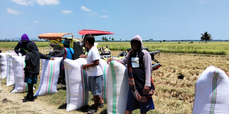 Sawah Tetap Produktif Meski Kemarau, Petani Desa Dongi Hasilkan 6,96 Ton Gabah dari Lahan 78 Are